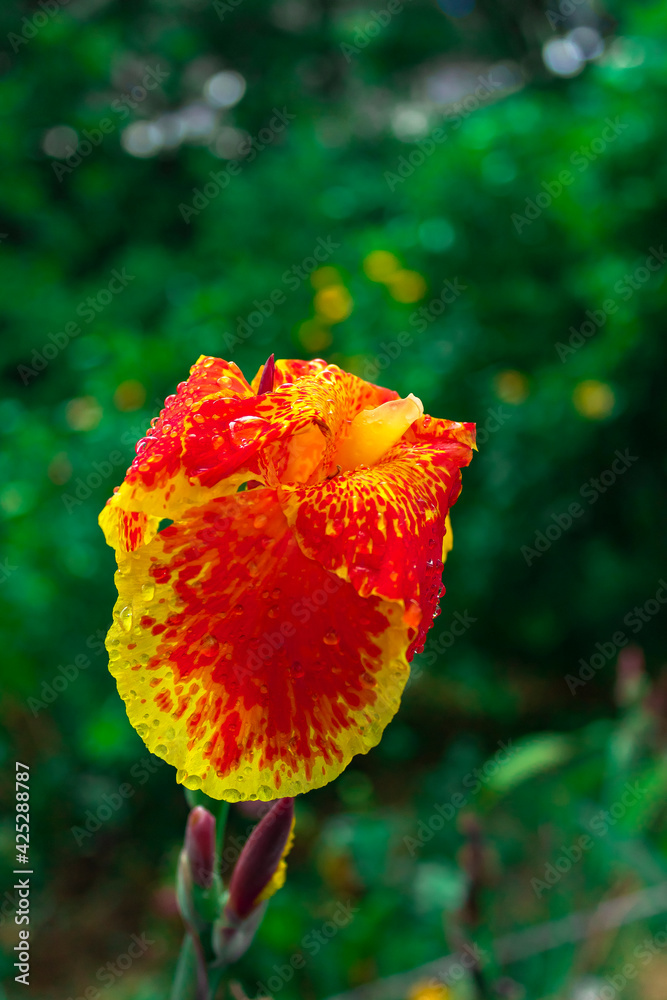 Fresh canna flowers