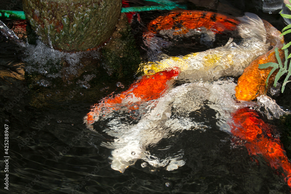 Many carp are colorful and beautiful, swimming in ponds in the front yard and decorating ponds with falling water. Many carp are colorful and beautiful, swimming in ponds in the front yard and decorating ponds with falling water.