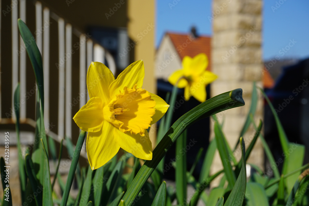 Fototapeta premium A blooming daffodil in spring