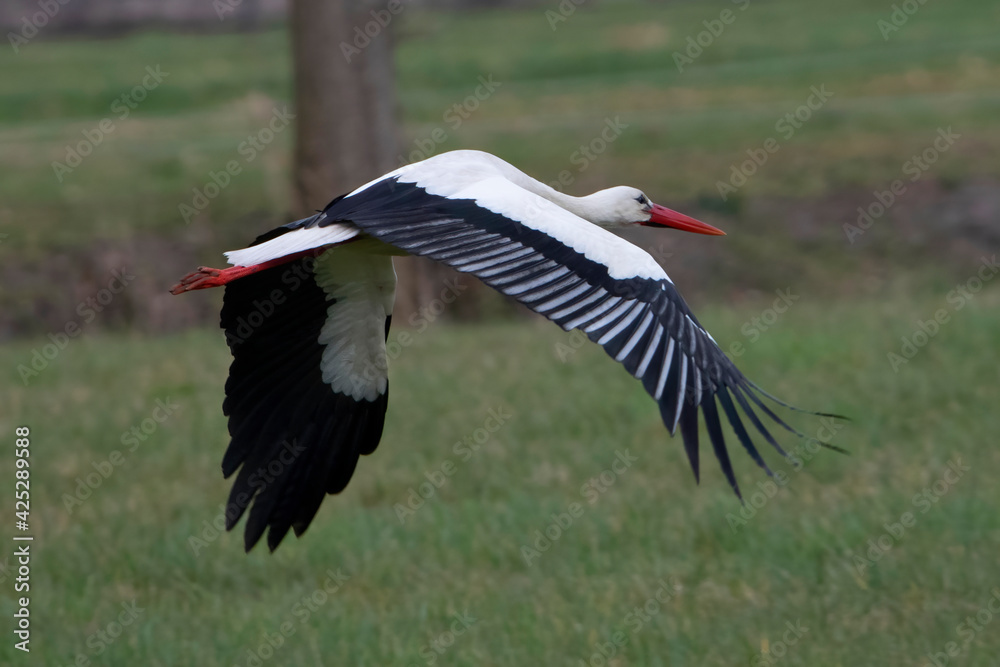 Fototapeta premium Common White Stork in the Netherlands.