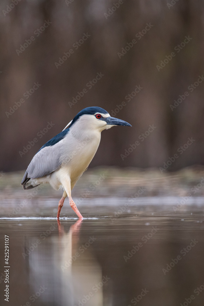Obraz premium Black crowned night heron eating a big fish on a lake. 