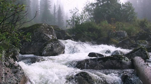 Powerful flow of mountain river falls among cliffs. Gray stones are covered with moss and lichen. Shore with vegetation. On horizon, coniferous trees in fog. Dew drops on willow leaves