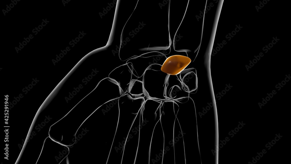 Human Skeleton Lunate bone Anatomy 3D Stock Illustration | Adobe Stock