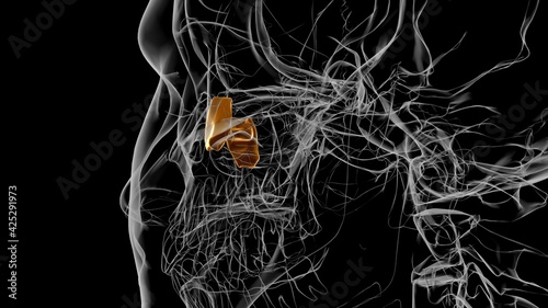 Human Skeleton lacrimal bone Anatomy 3D