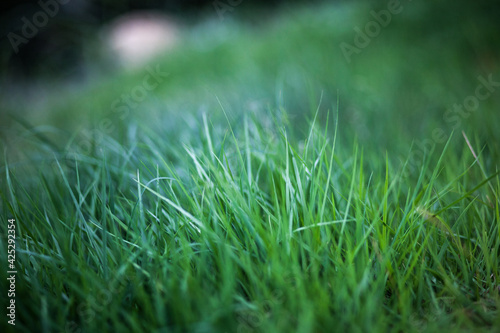 juicy uncut green lawn of garden grass