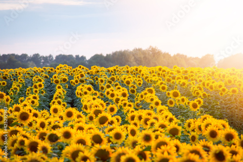 Field of blooming sunflowers on sunset background, trees on horizon. View of warm summer day in a countryside.