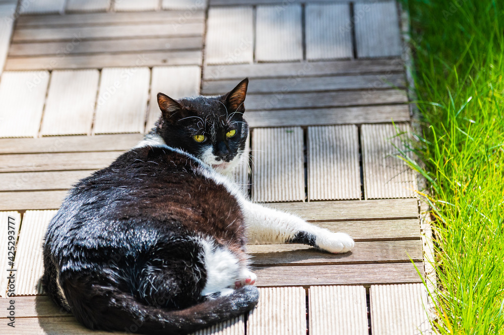 Cat sunbathing on wooden pathway in the garden