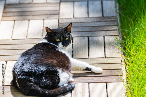 Obraz na płótnie Cat sunbathing on wooden pathway in the garden w salonie