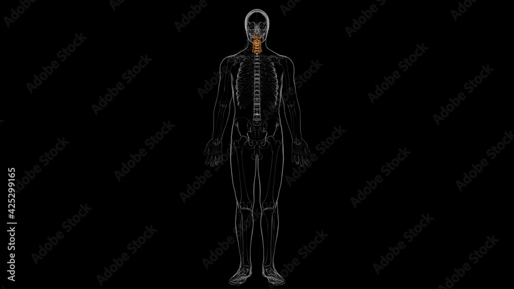 1 Panels X Ray Large Wall Art Human Skeleton System 1D