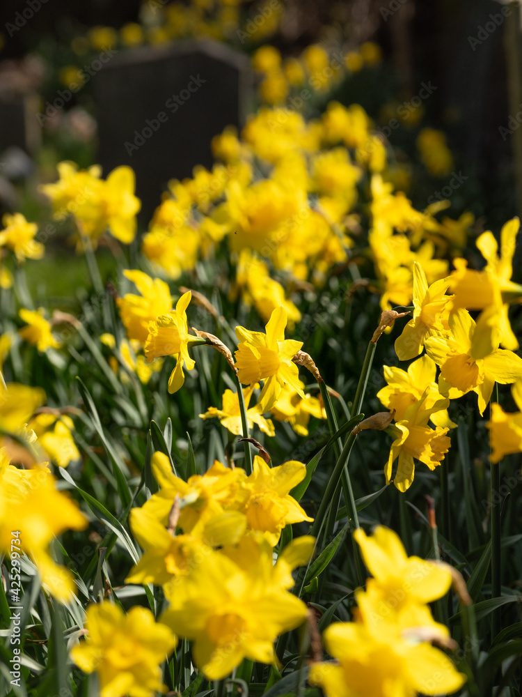 Obraz premium yellow daffodil flowers