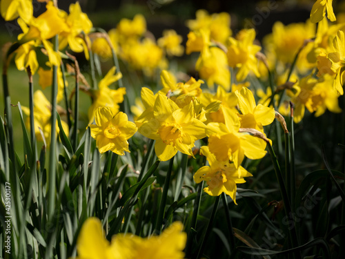 daffodil blooms in the spring time