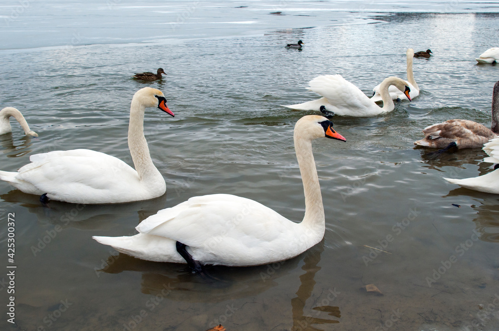 white swans group on the lake swim well under the bright sun white swans group on the lake swim well under the bright sun