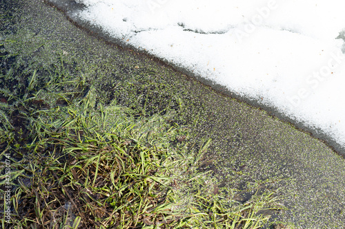 Green grass and duckweed on melt river water and ice with snow photo