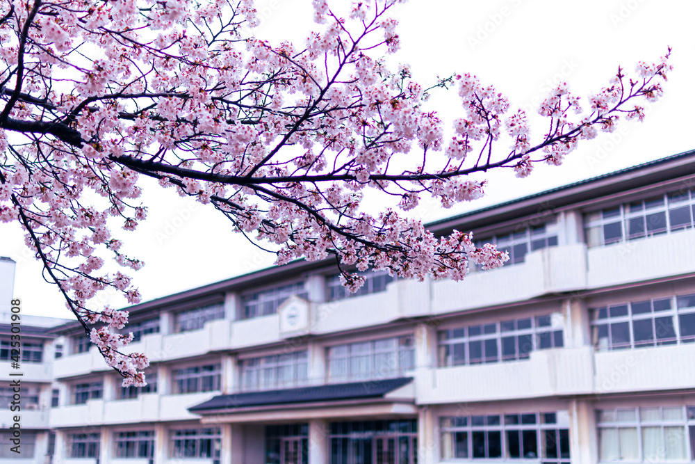 Cherry blossom (Sakura) and school building. School entrance ceremony