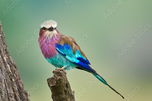 The lilac-breasted roller (Coracias caudatus) sitting on the branch.Lilac colored bird with green background.A typical African bird predator sitting on a thin branch