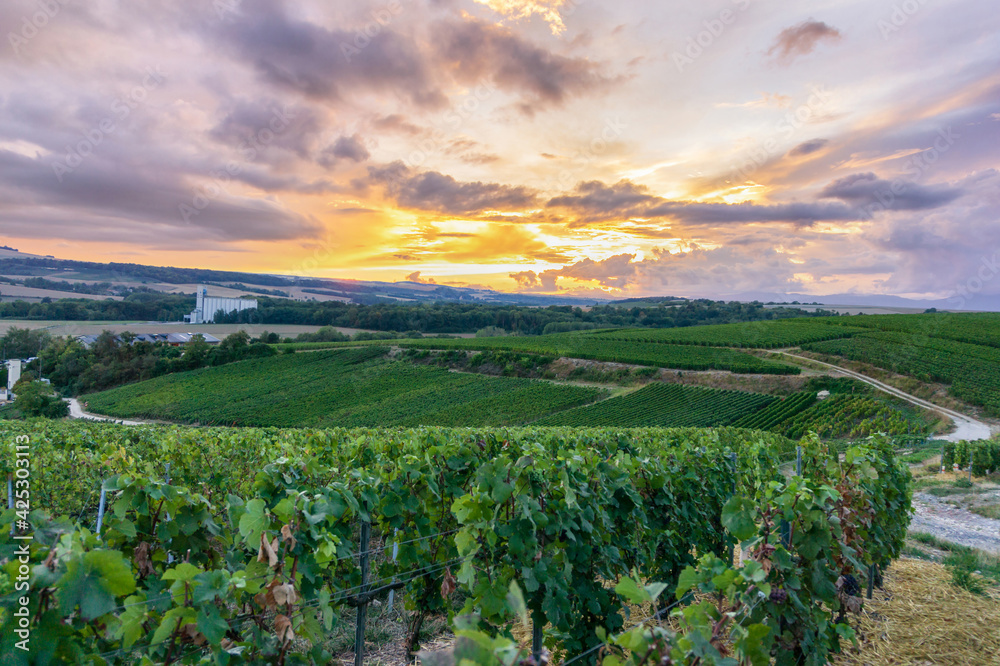 Row vine grape in champagne vineyards at montagne de reims