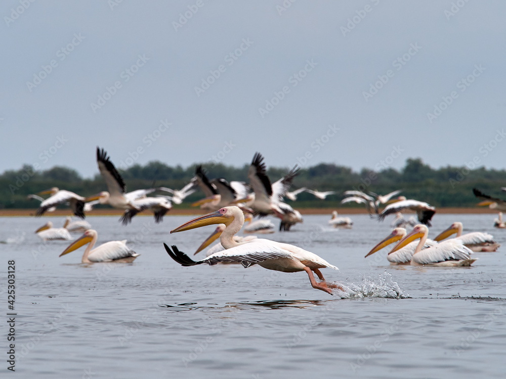 pelicans in the Danube Delta, Romania  (pelecanus onocrotalus)