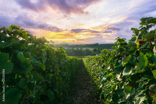 Row vine grape in champagne vineyards at montagne de reims