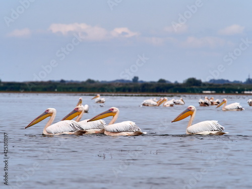pelicans in the Danube Delta, Romania (pelecanus onocrotalus)