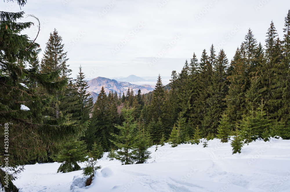 Romanian winter landscape in the mountains