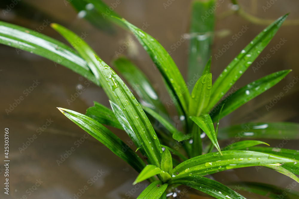 Obraz premium The fresh green, fragrant pandan leaves are often used to add color and aroma to foods and are also beneficial for health because they contain tannins, glycosides, and alkaloids.