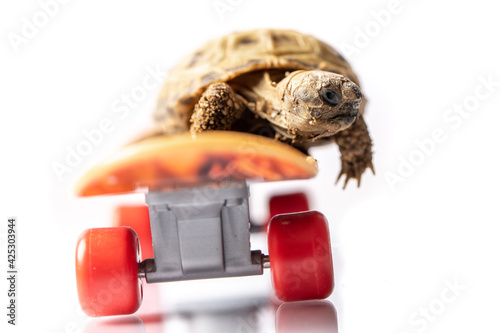Baby tortoise turtle on a skateboard on a white background
