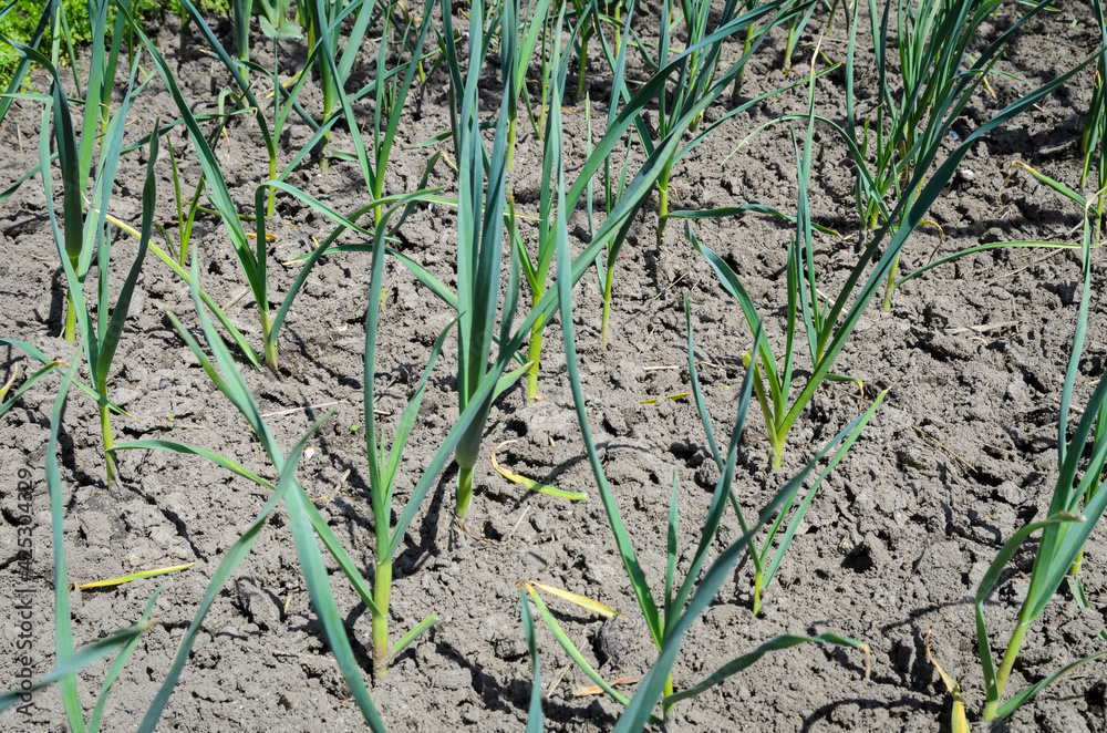 Garlic cultivation. Green young sprouts of garlic growing on the open ground at sunny day