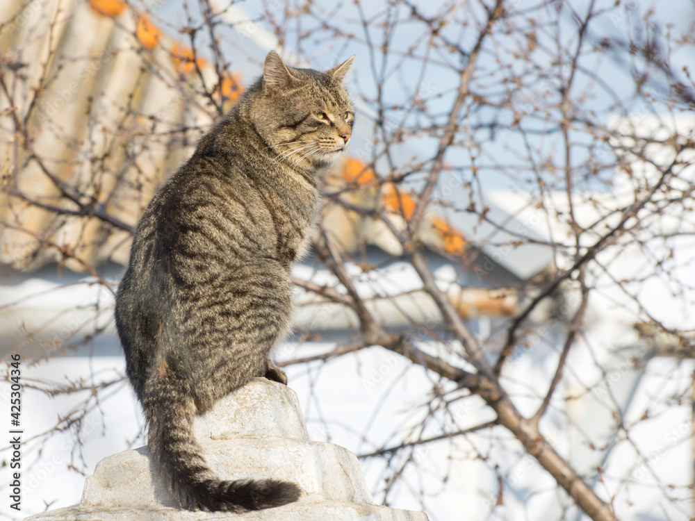 Stray cats in the spring. The gray cat sits on the fence. Side view. Stray cats in the spring. The gray cat sits on the fence. Side view.