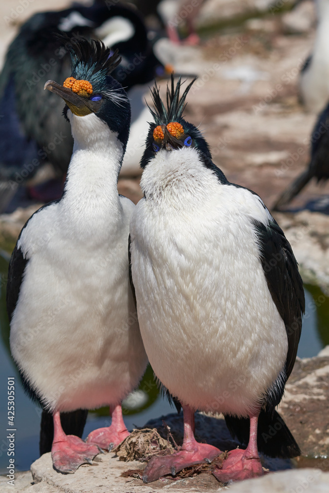 Fototapeta premium Pair of Imperial Shag (Phalacrocorax atriceps albiventer) during breeding season on Sea Lion Island in the Falkland Islands