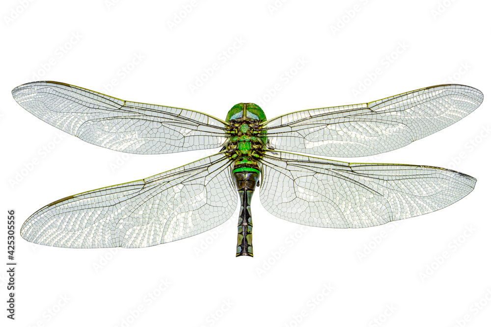 Extreme macro shots, dragonfly wings detail. isolated on a white background. Extreme macro shots, dragonfly wings detail. isolated on a white background.