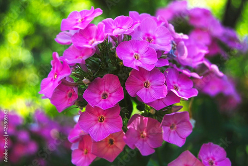 Beautiful phlox flower