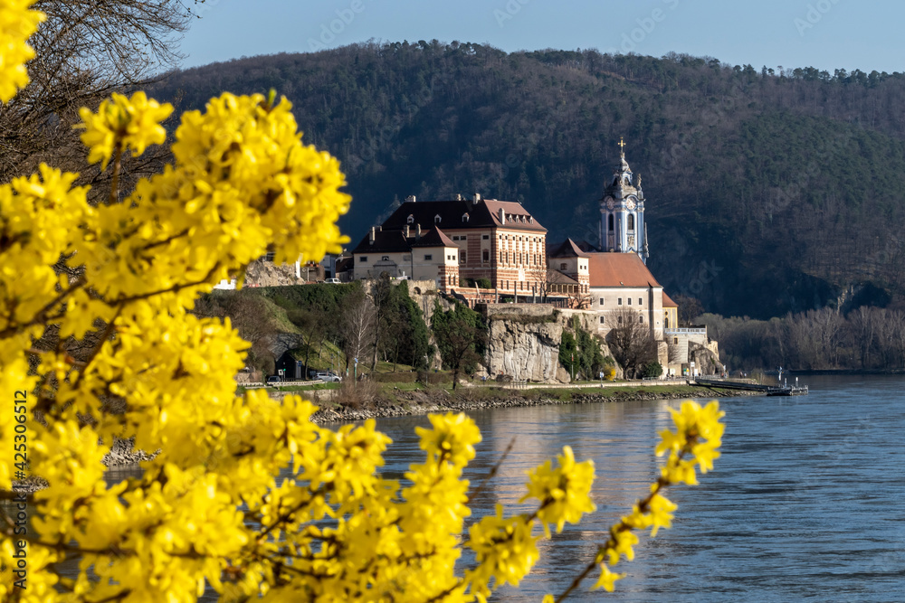 Blühende Forsythie an der Donau bei Dürnstein, Österreich