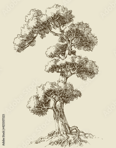 Oak tree hand drawn vector illustration