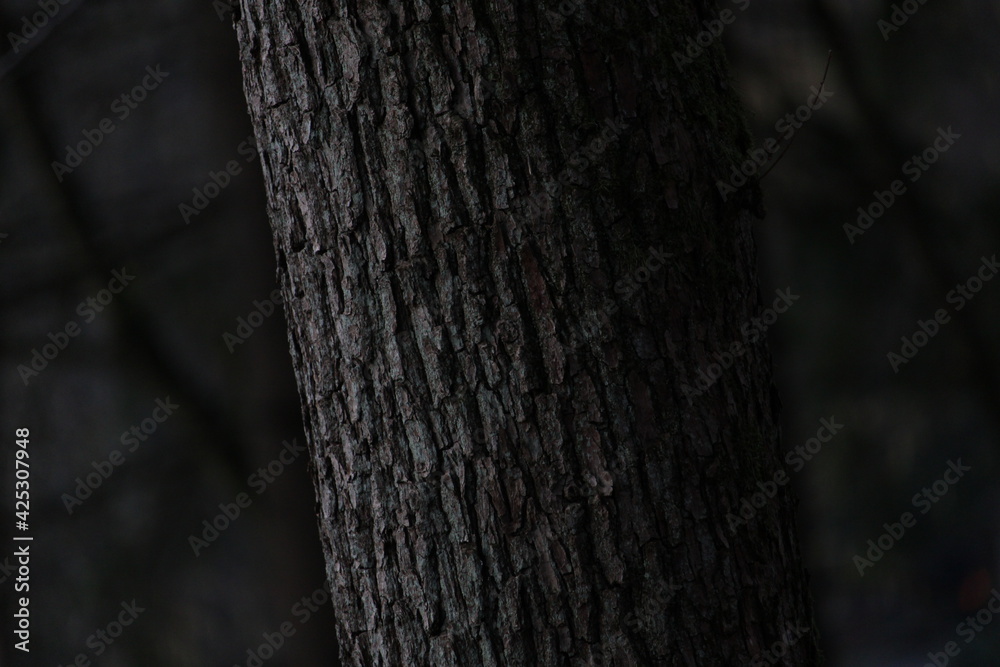 Dunkler Baum mit Verschwommenen Hintergrund Dunkler Baum mit Verschwommenen Hintergrund