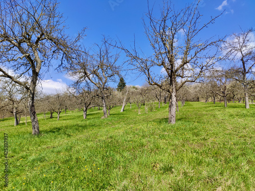 Wallpaper Mural Spring in Birkmannsweiler 7 - by juma Torontodigital.ca