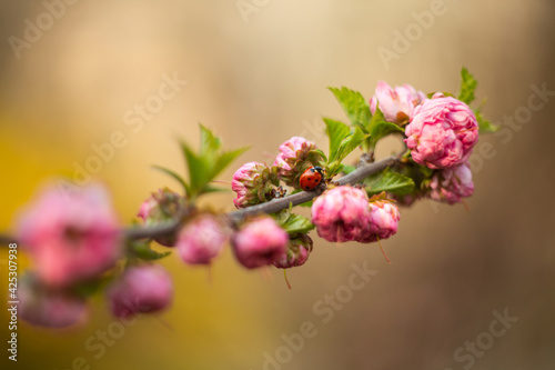 sakura branch with ladybug on blurred yellow background. shallow depth of field spring revival of nature.