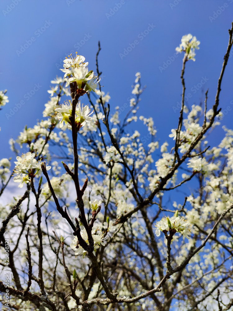 Spring in Birkmannsweiler 3 - by juma Spring in Birkmannsweiler 3 - by juma