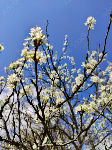 Wallpaper Mural Spring in Birkmannsweiler 3 - by juma Torontodigital.ca