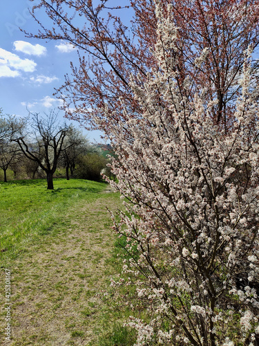 Wallpaper Mural Spring in Birkmannsweiler 2 - by juma Torontodigital.ca