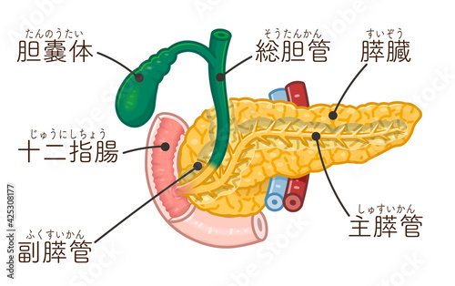 膵臓・十二指腸・胆嚢体のイラスト（テキスト付き）