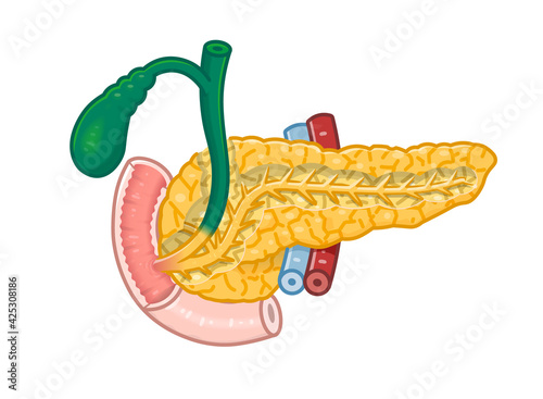 膵臓・十二指腸・胆嚢体のイラスト
