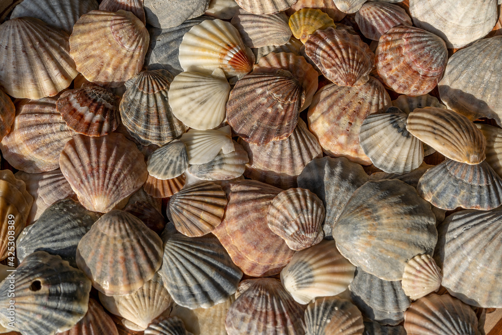 Summer background pattern from seashells. Shell close-up. Ocean coast. Seashells background. Summer background pattern from seashells. Shell close-up. Ocean coast. Seashells background.
