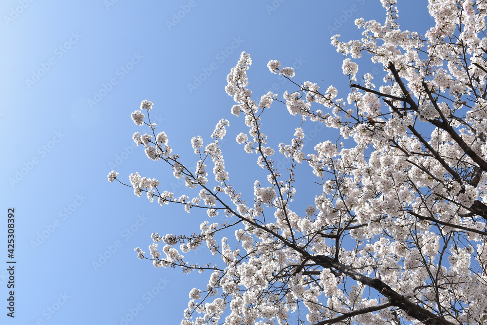 Pink white cherry blossoms under clear sky