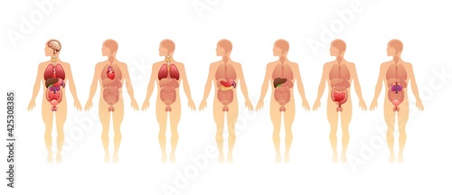 organs in the human body banner