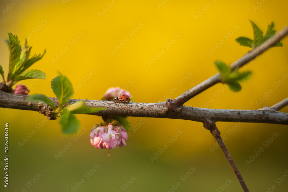 sakura branch with ladybug on blurred yellow background. shallow depth of field spring revival of nature. sakura branch with ladybug on blurred yellow background. shallow depth of field spring revival of nature.