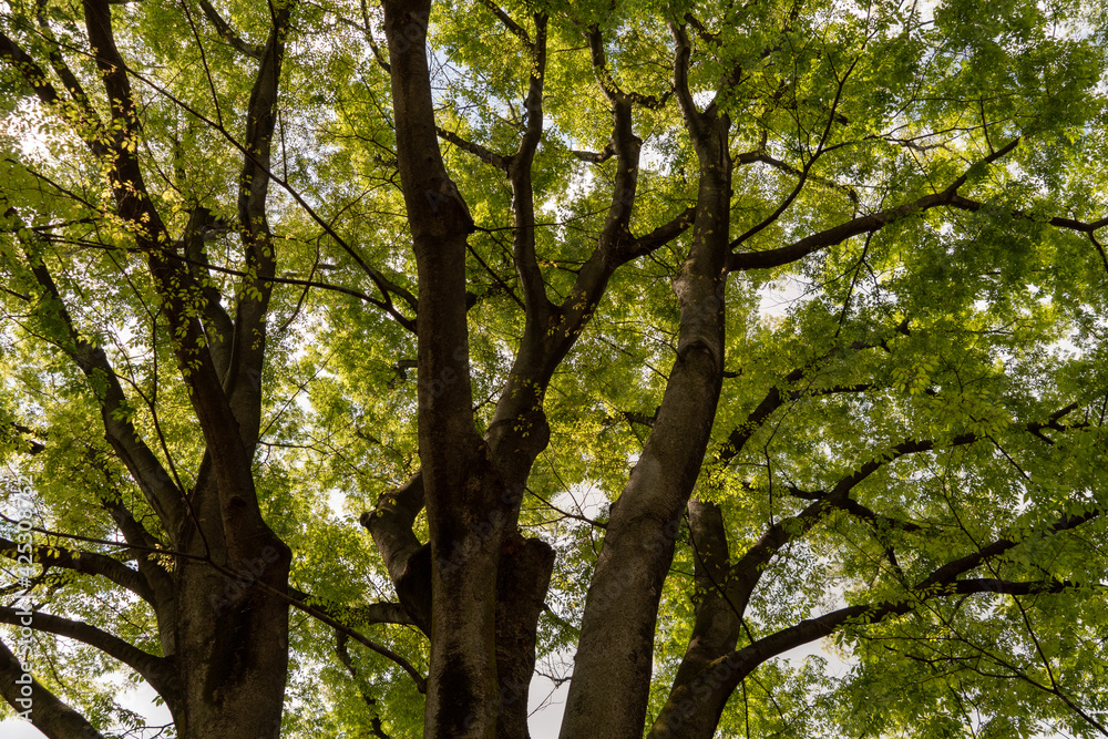 Beautiful  Japanese  zelkova trees in the park