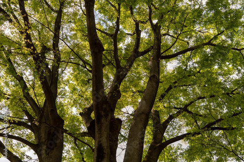 Beautiful  Japanese  zelkova trees in the park photo