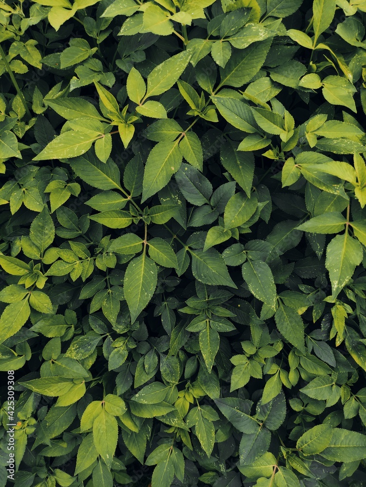 green leaves background green leaves background