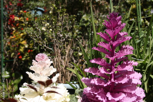 Japan Garden