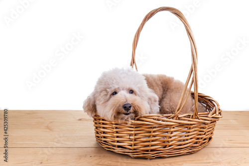 Cute poodle dog resting in rattan basket bed on wooden floor